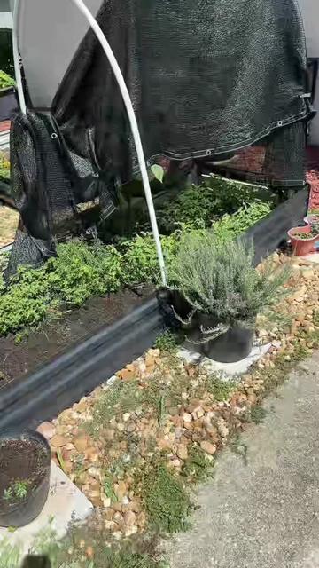 @LifeInTiffianysGarden👩🏾&zwj;🌾🌱