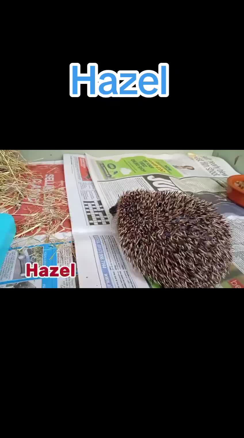 @Ryston Rachel's Hedgehog Hotel
