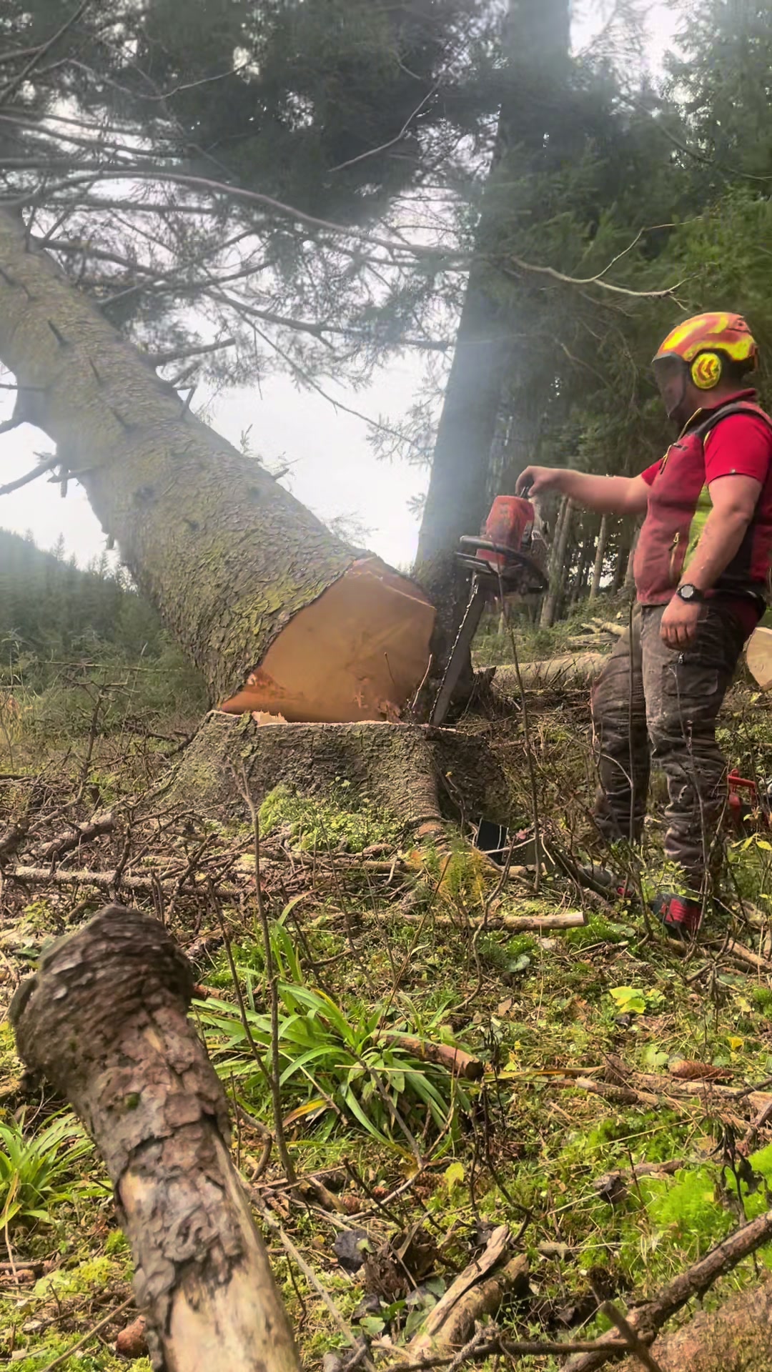 @Agrarius 🌲🇦🇹