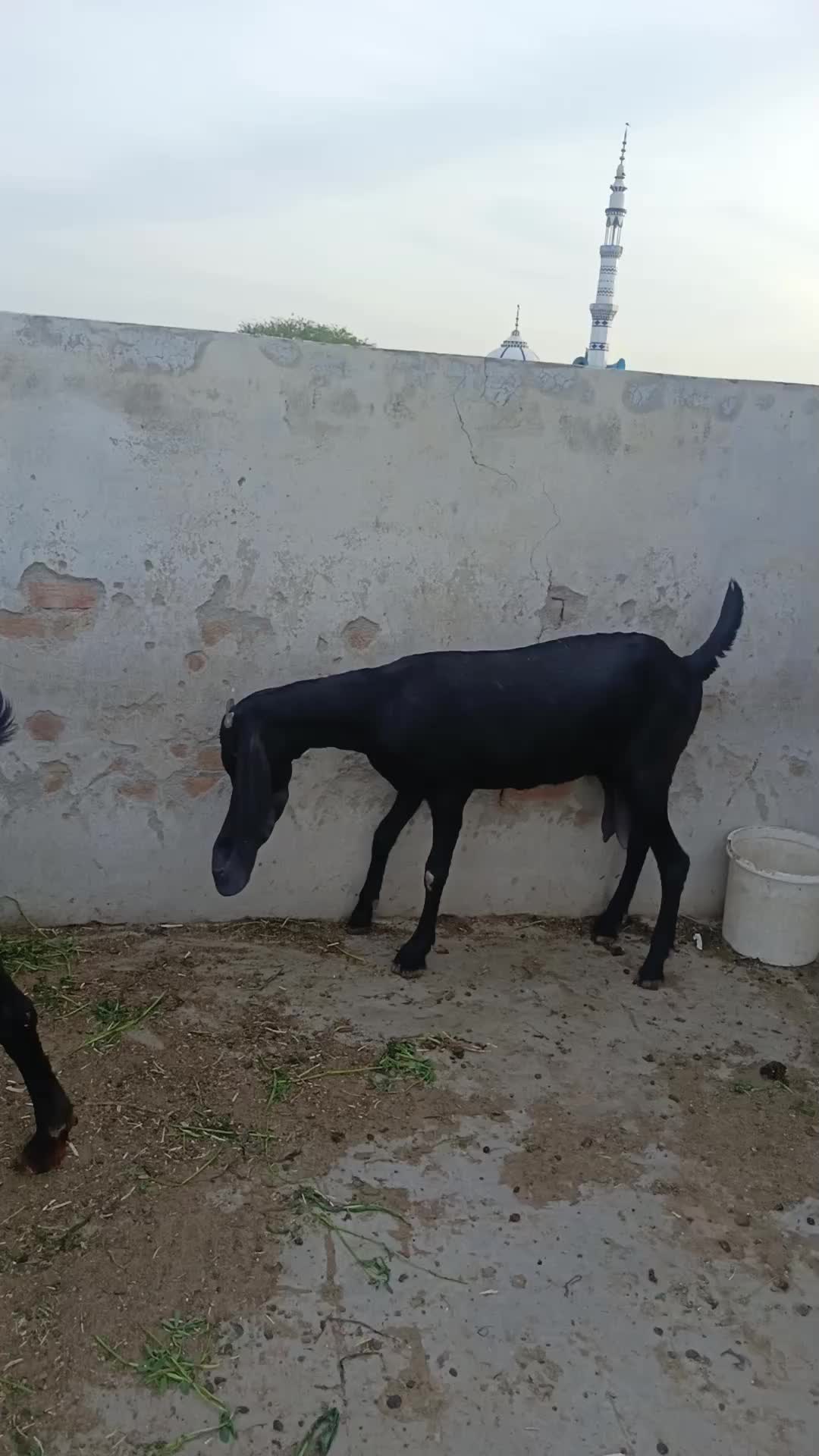 @Animal success