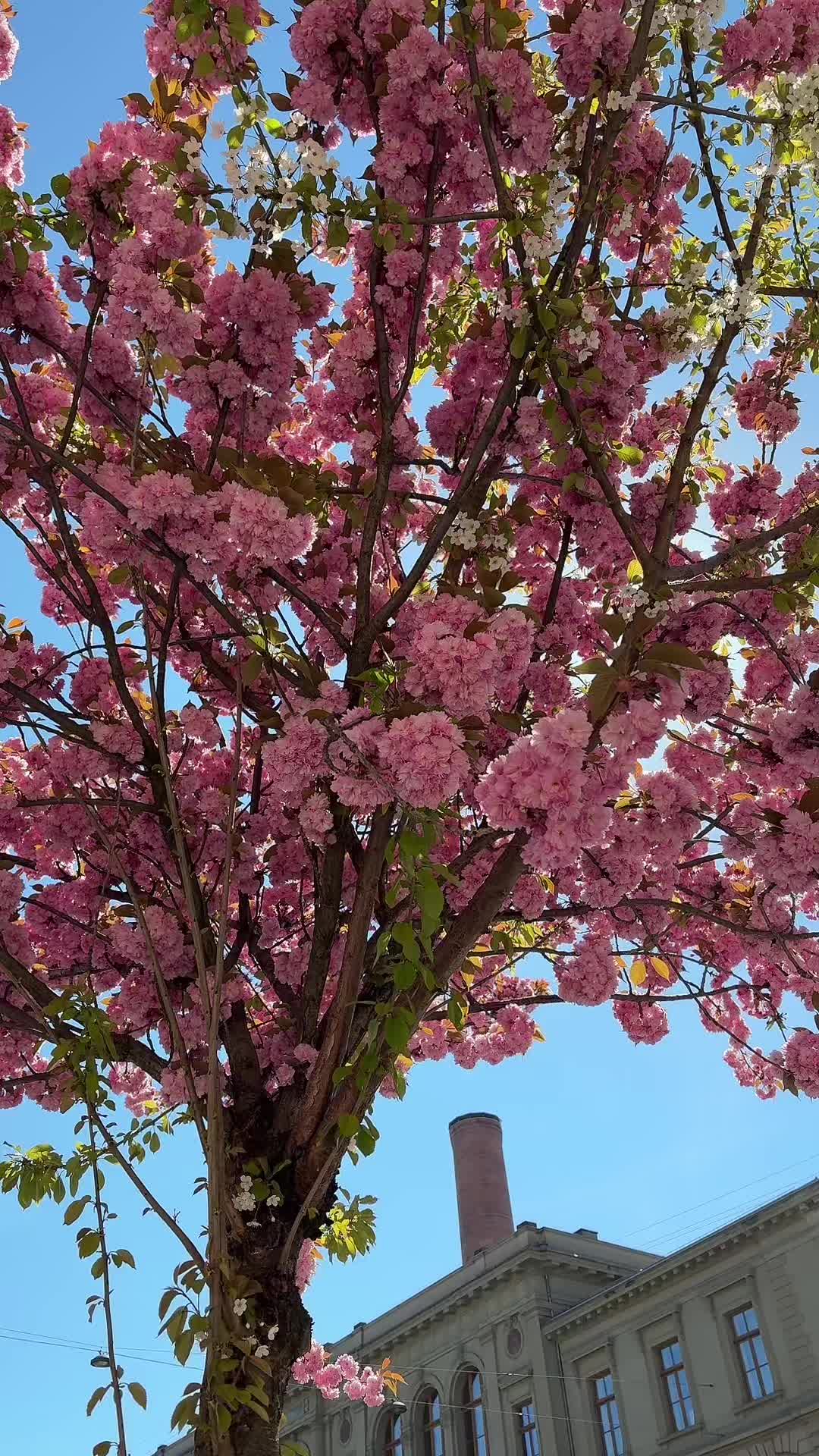 @ℝ𝕠𝕤𝕖𝕪 🌹