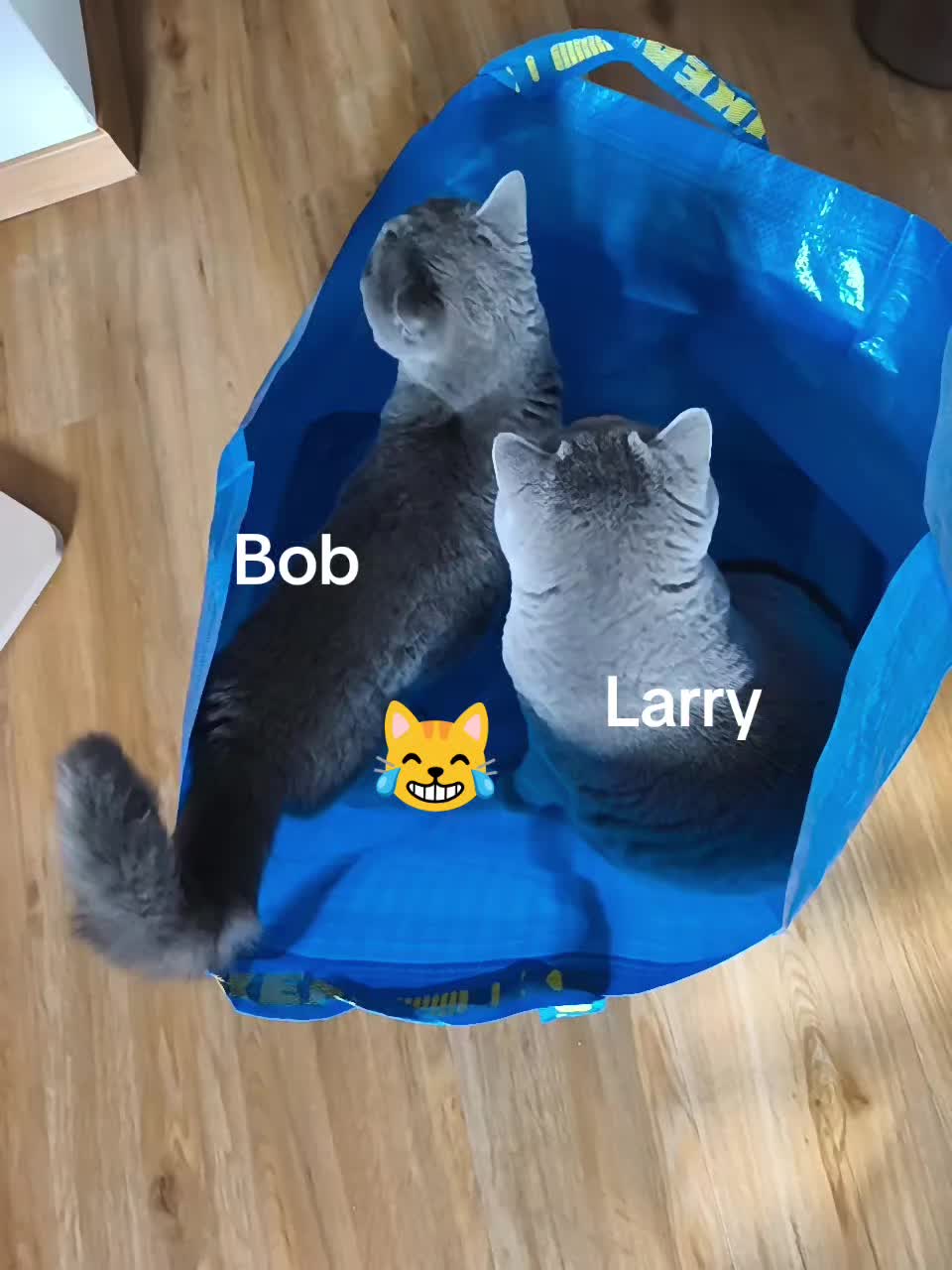 @Mateja Lang Kordiš 🤍🩵
