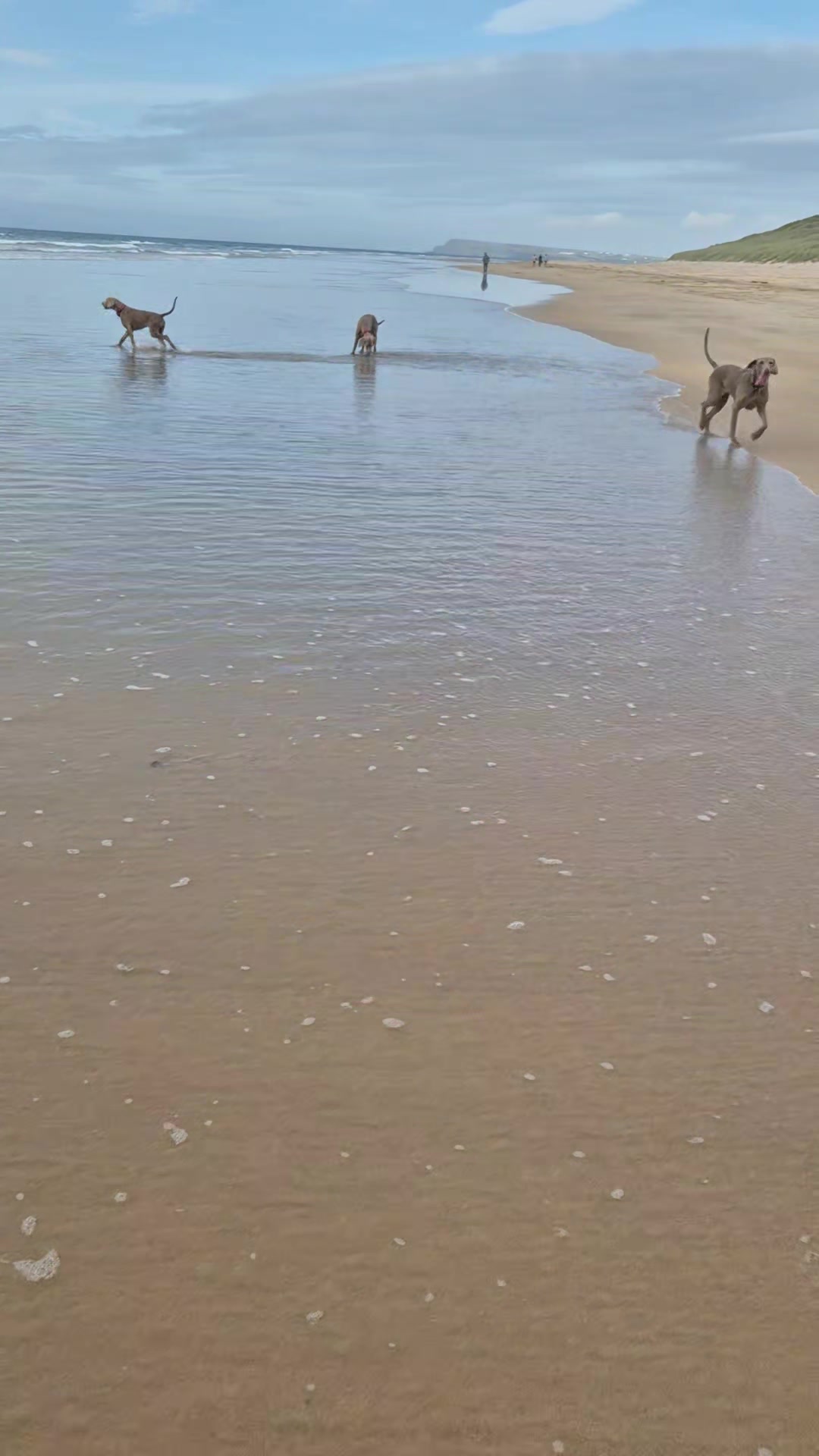 @Sabsky weimaraners