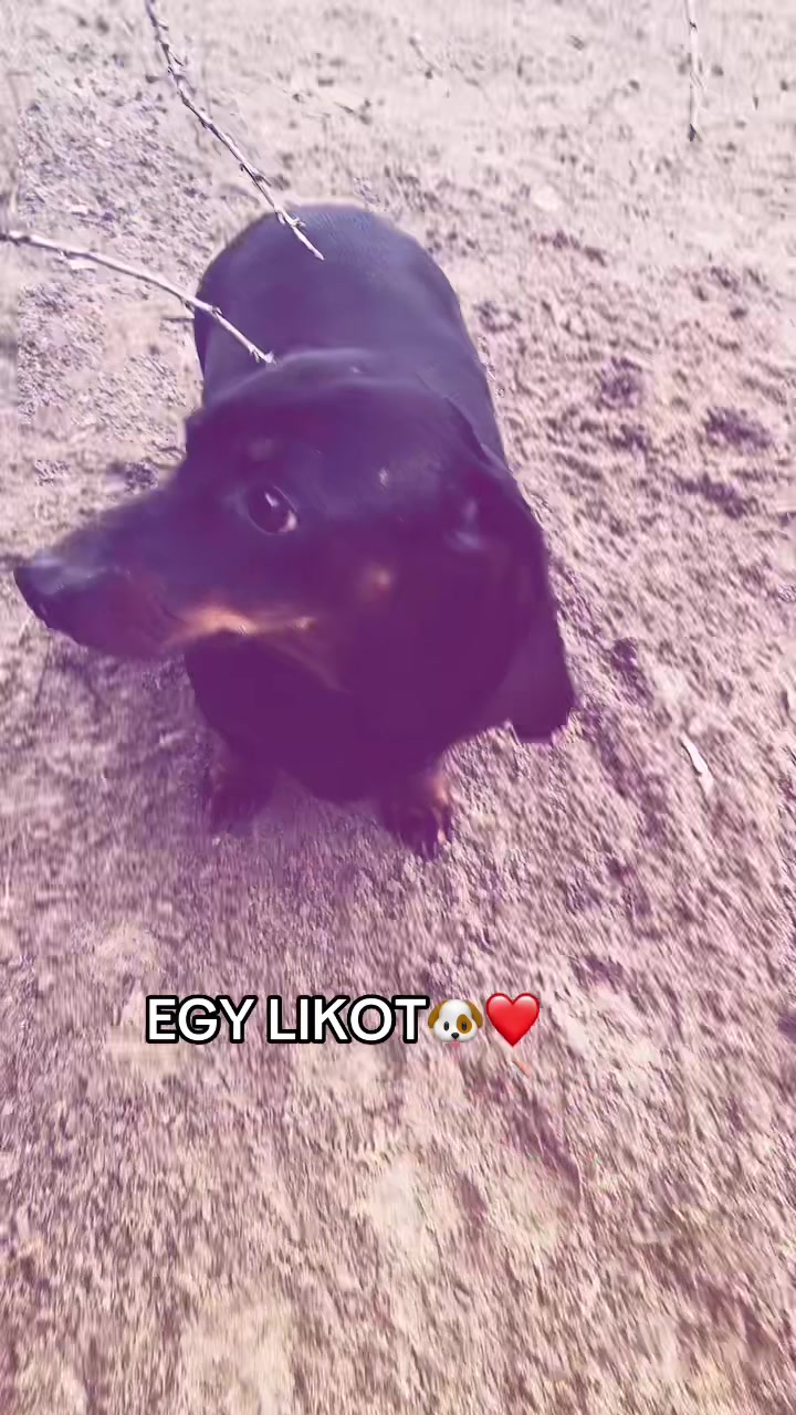 @TOFIKA🐶