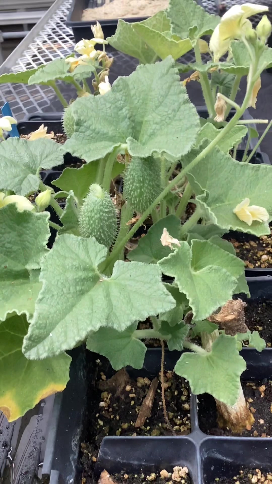 @bsu greenhouse