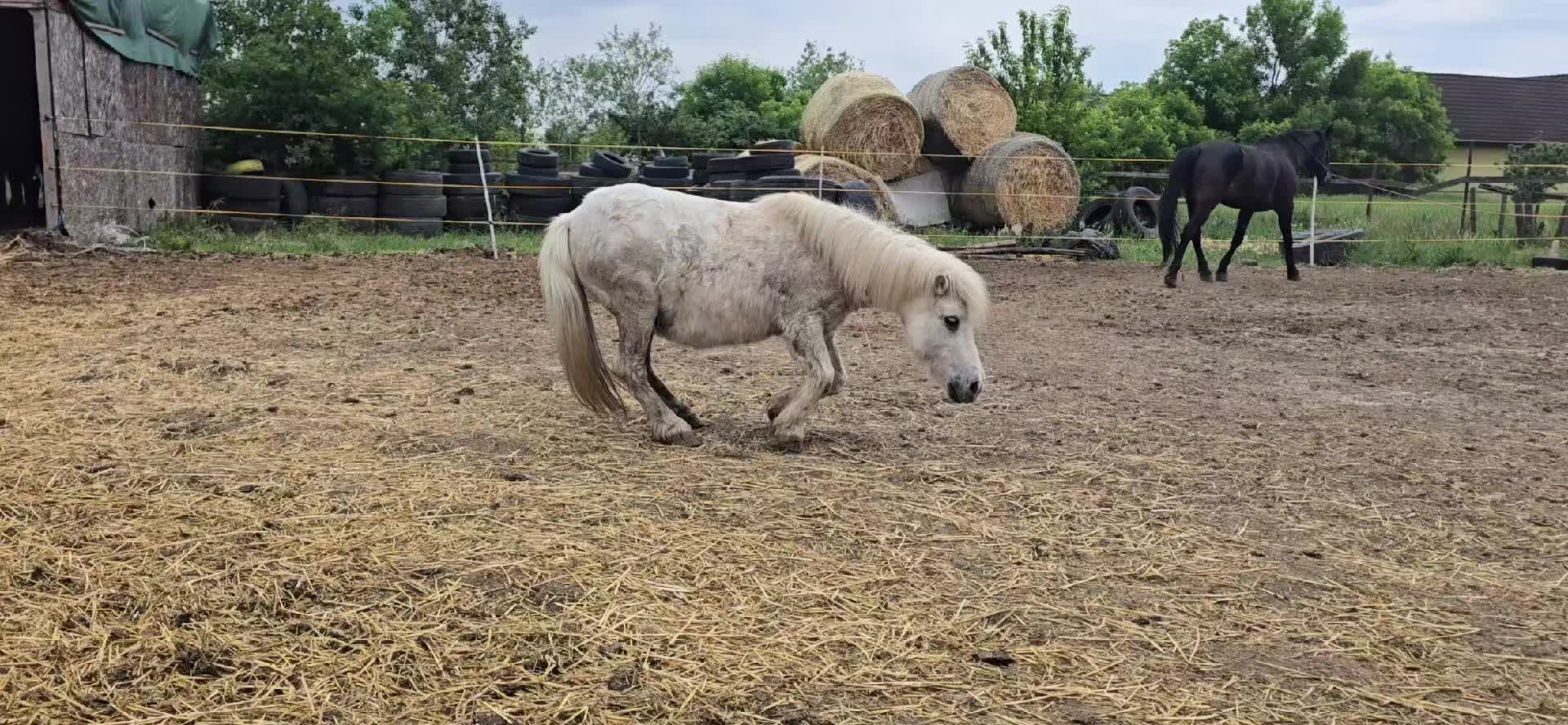 @꧁༒𝓔𝓻_𝓩𝓼𝓲𝓴𝓮༒꧂ 🪽🐶🐴888