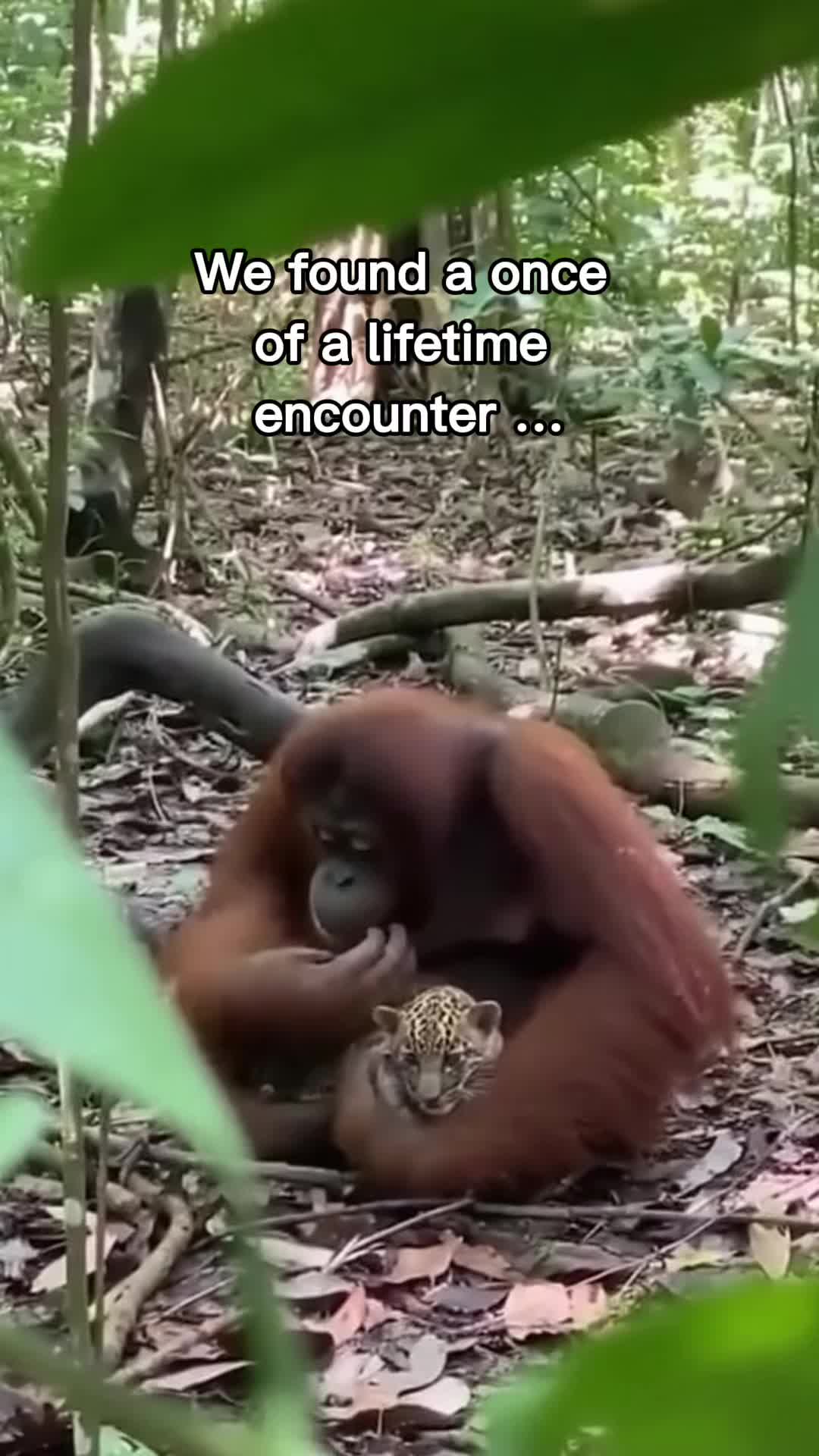 @StoriezTold 🐶