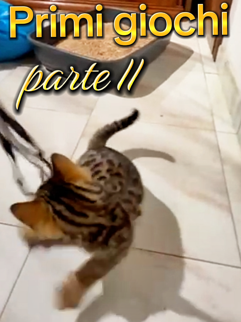 @rio.supercat