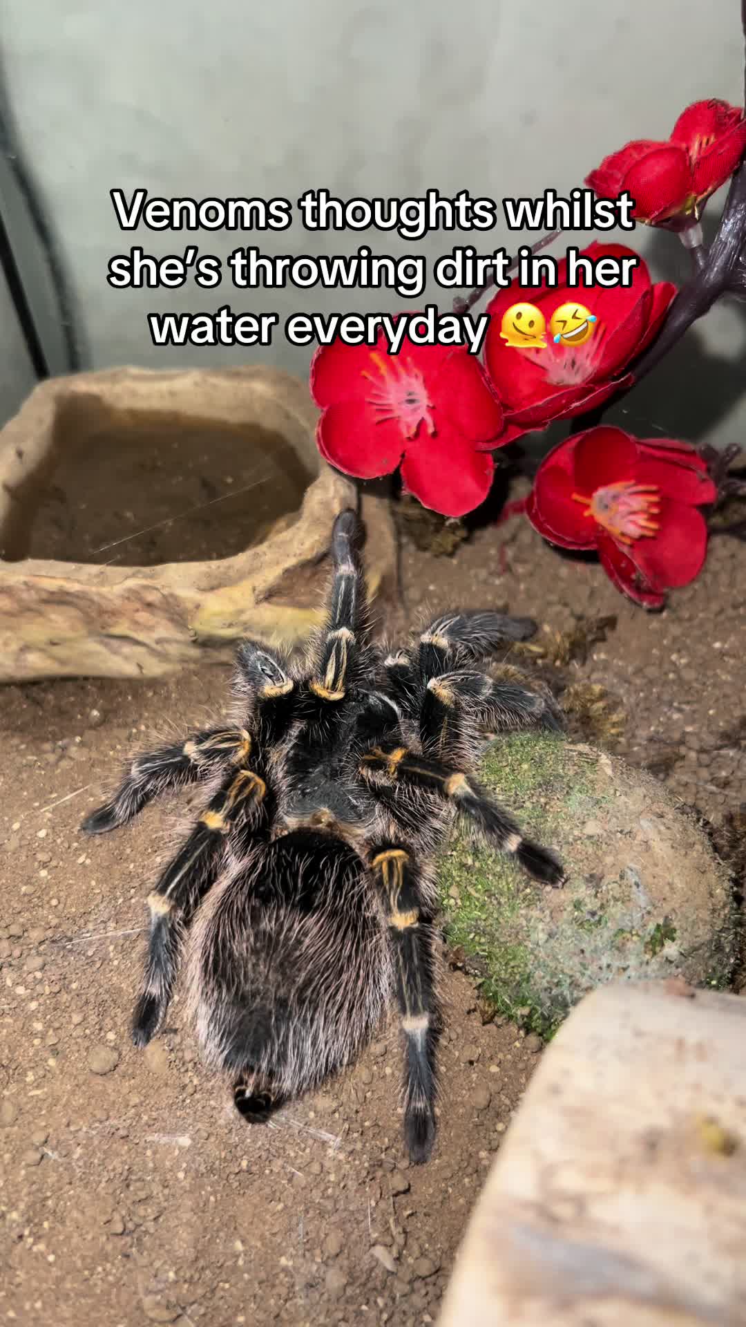 @The Tarantula twins 🕷️