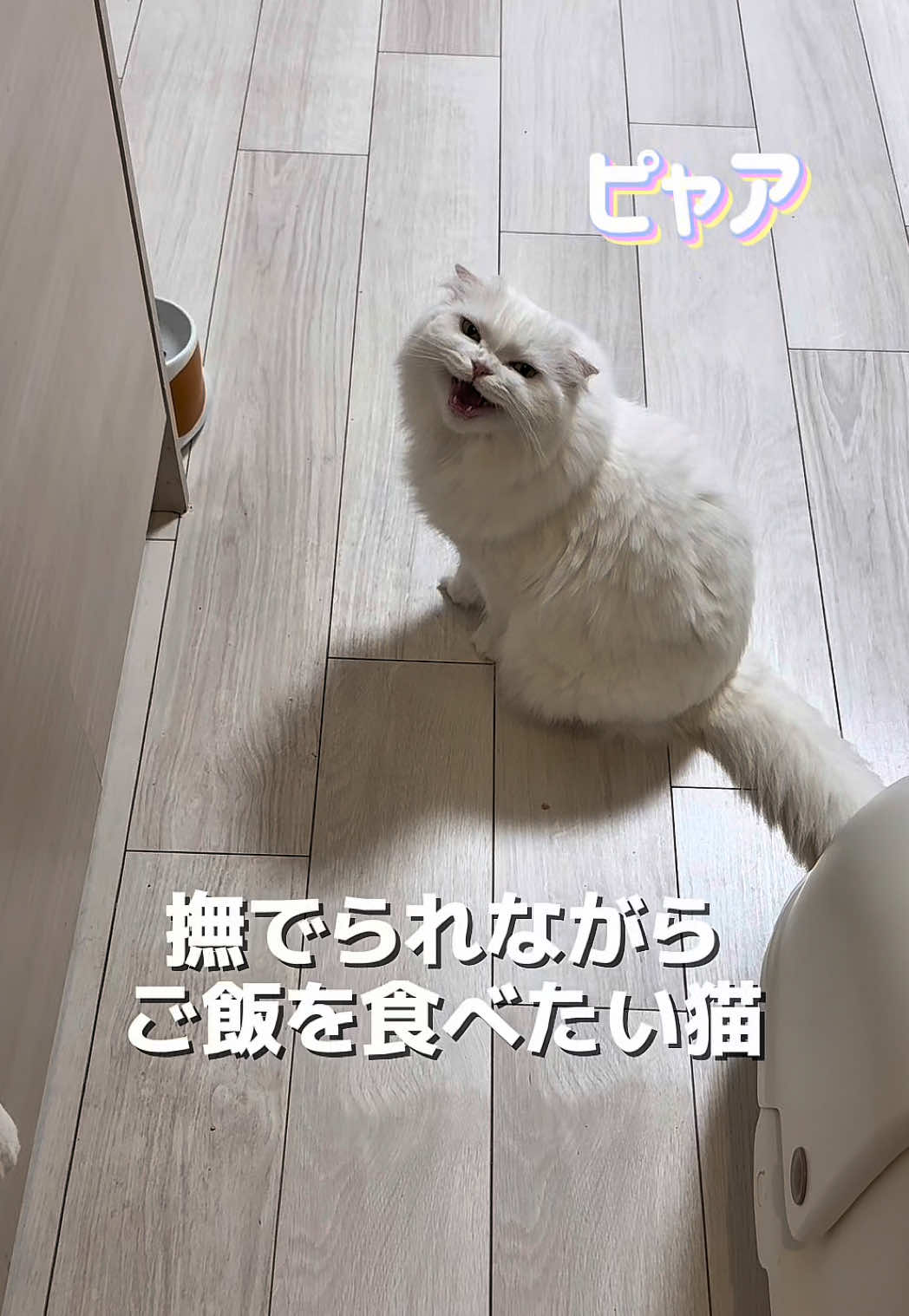 @もっちぬ