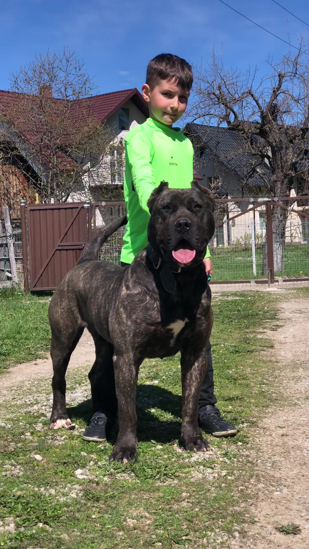 @Presa Canario Varro Bull