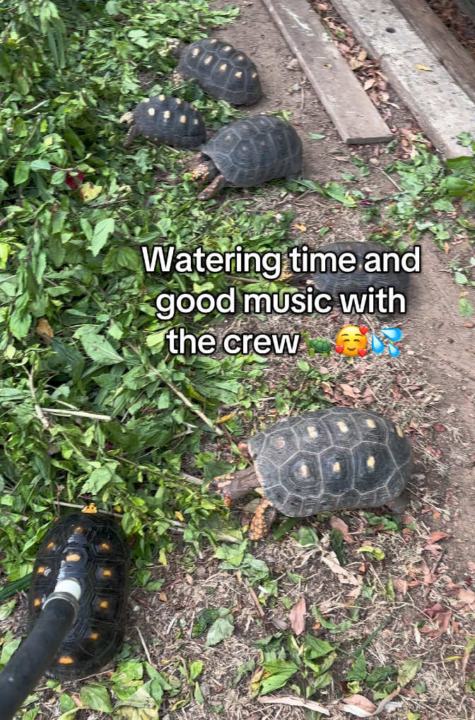 @tortoises sxm🐢