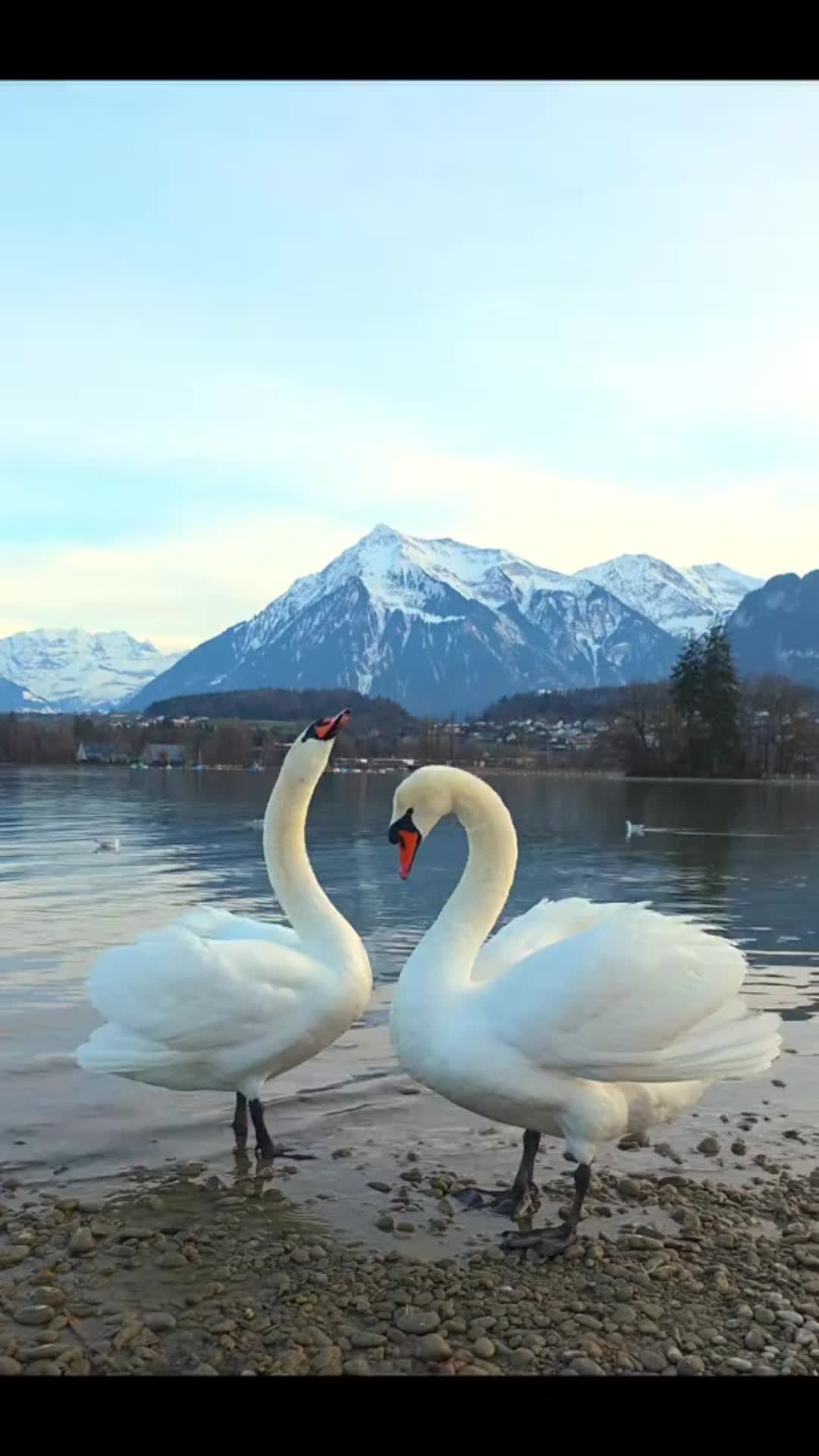@Jui in Swiss