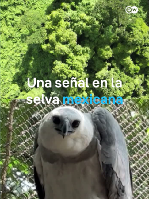 @DW Español