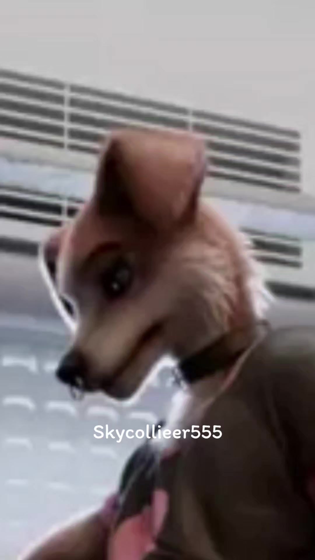 @Skycollieer555