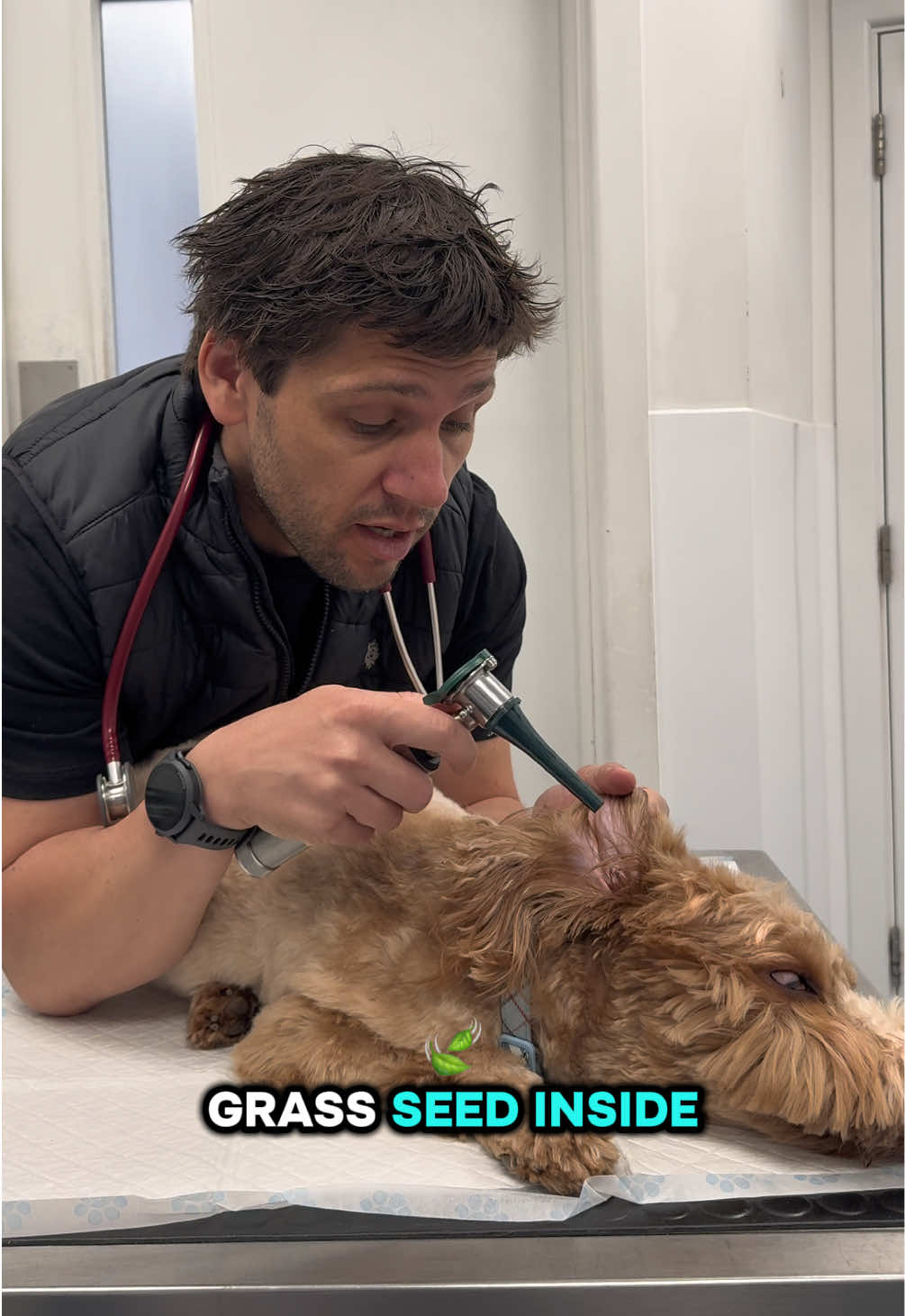 @Tomasthevet