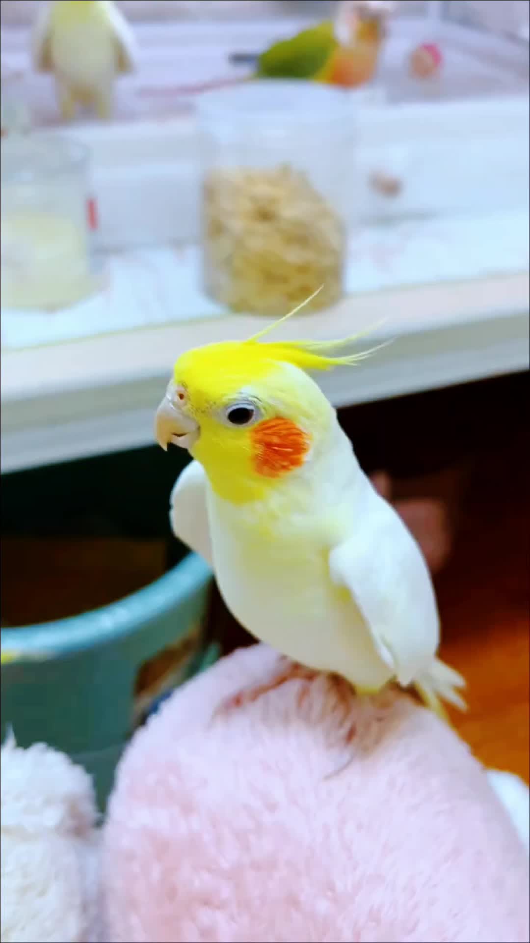 @Cockatiels Craze