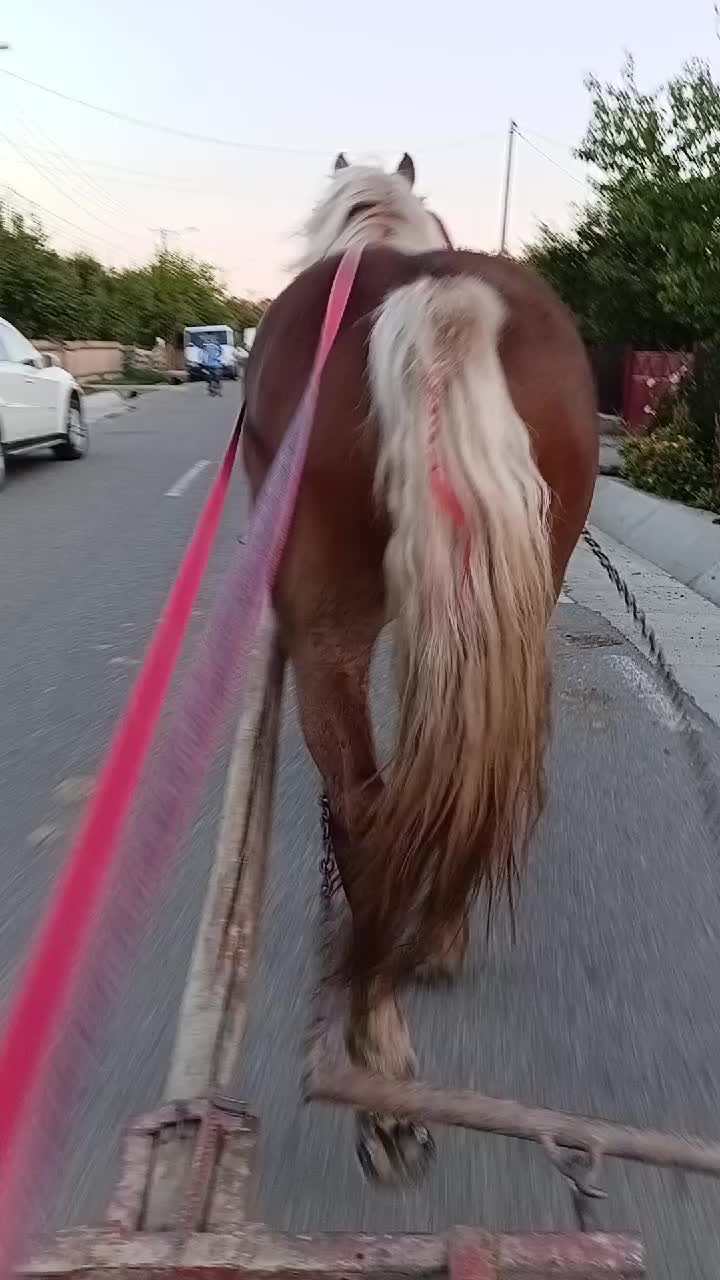@regele nr 1