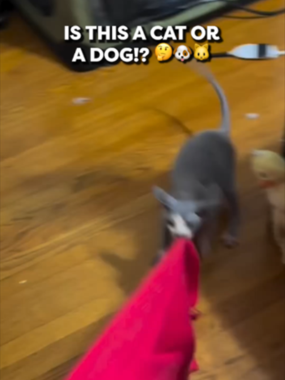 @Go Fetch