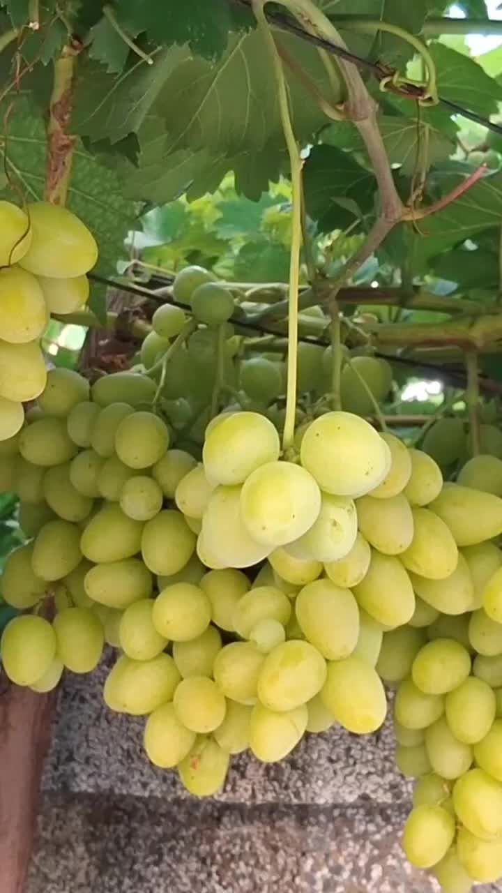 @Минчо Танков