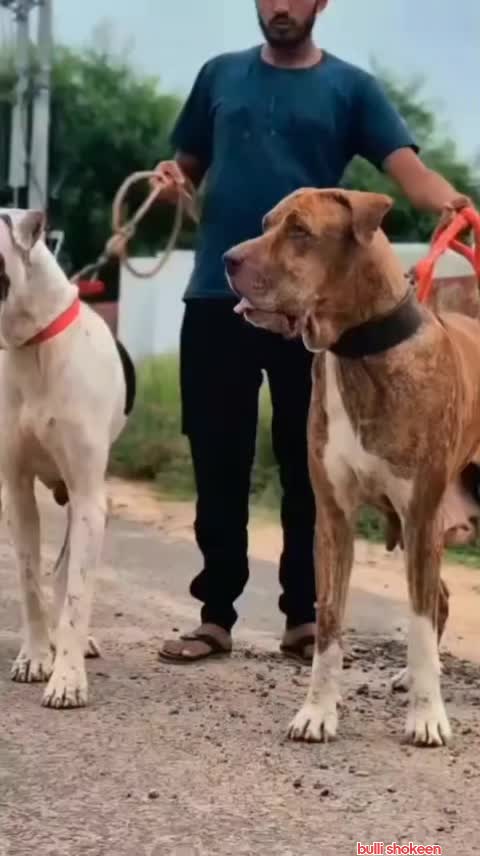 @bullishokeen2