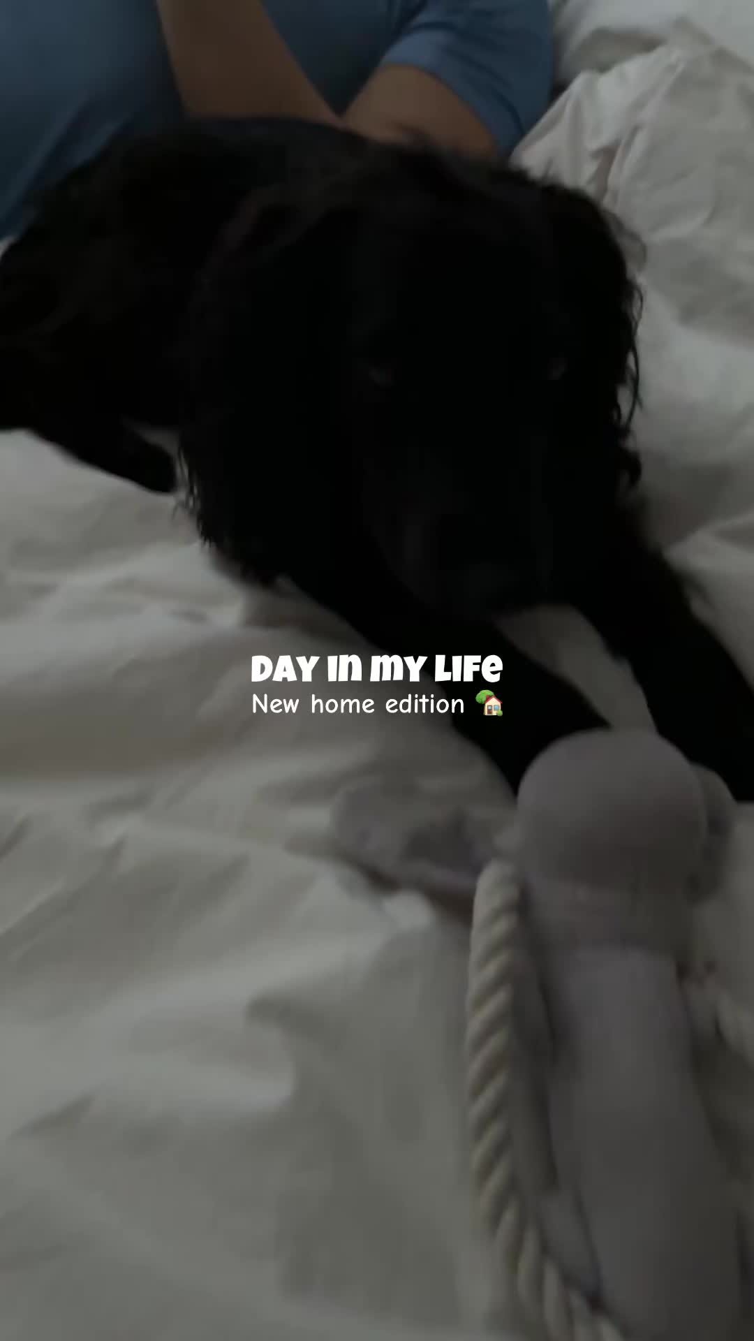@maggie.moo.cocker