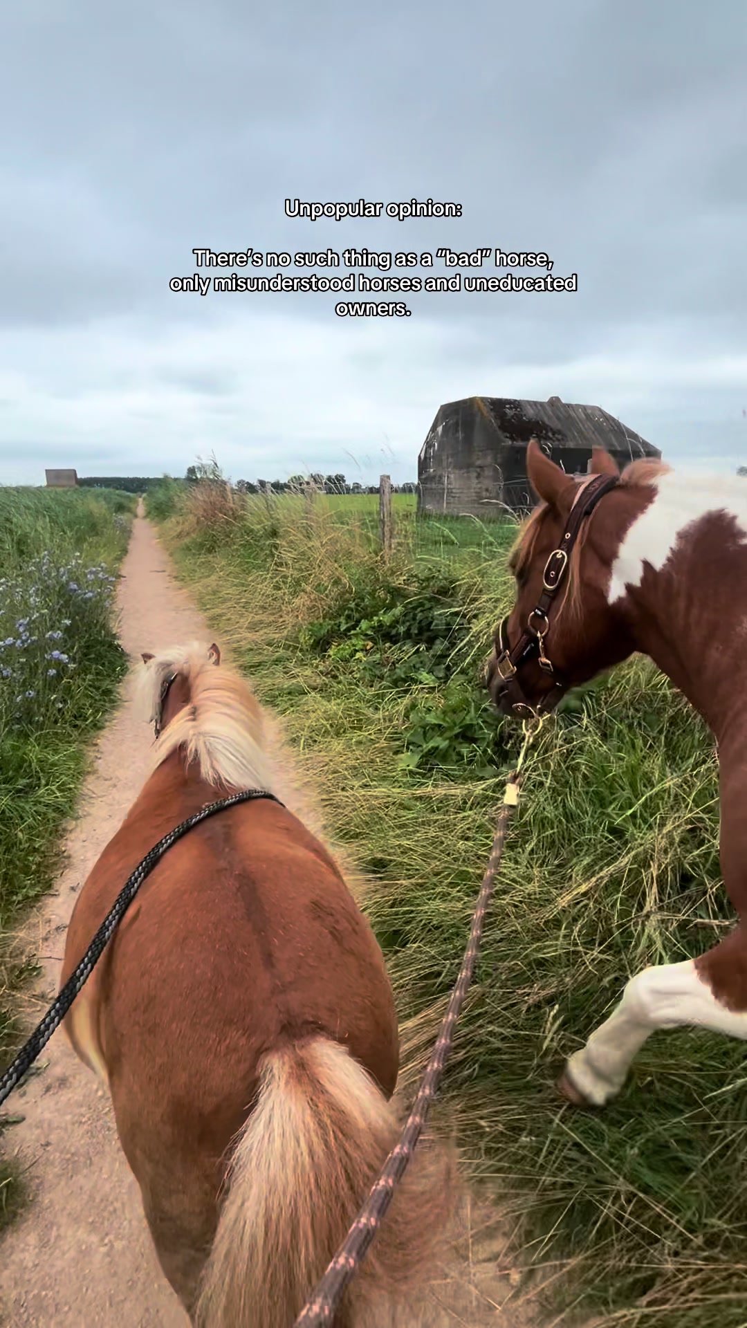 @idh_horses