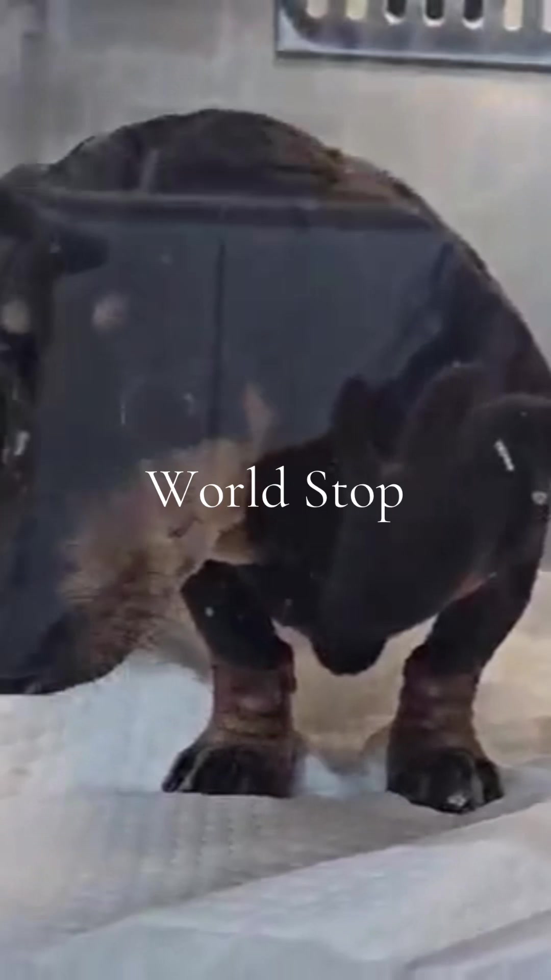 @DMT Dachshund Rescue 🐾