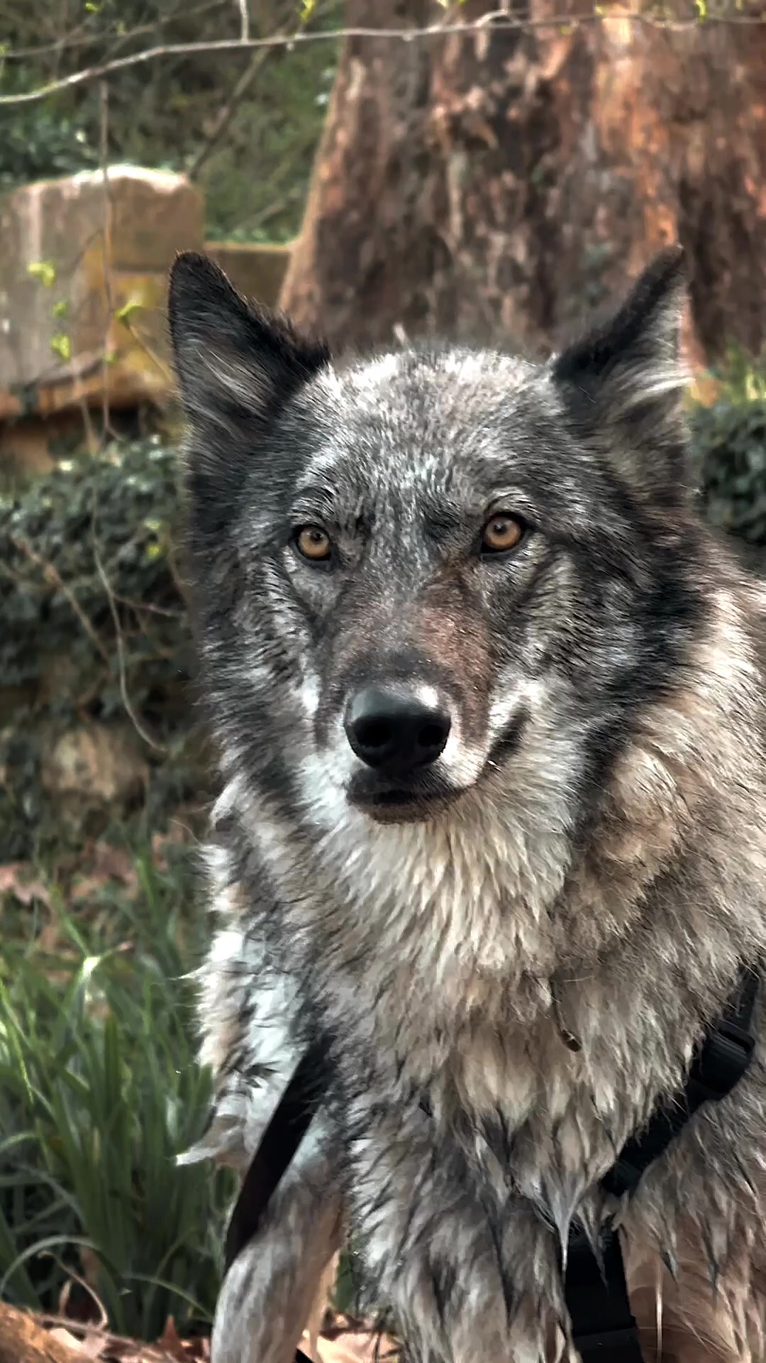 @Real_ArcaneWolfdog