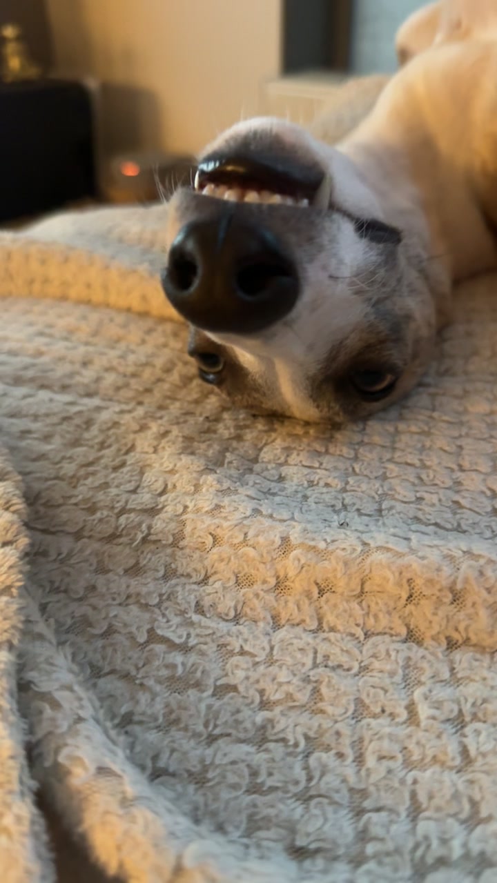 @bianka.the.whippet