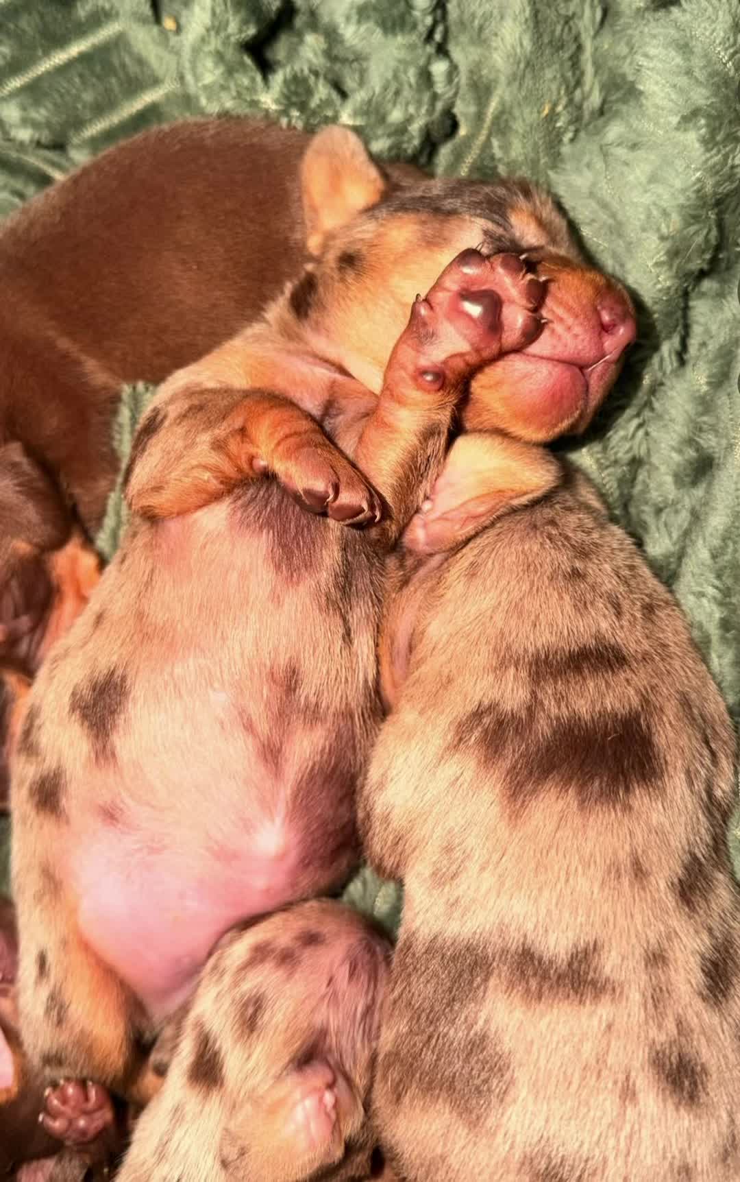 @SalchiStories