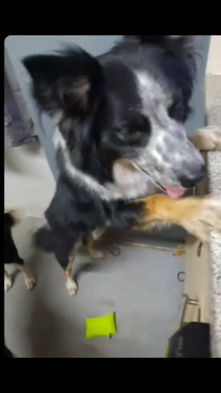 @Bordercollies Anonymous Club