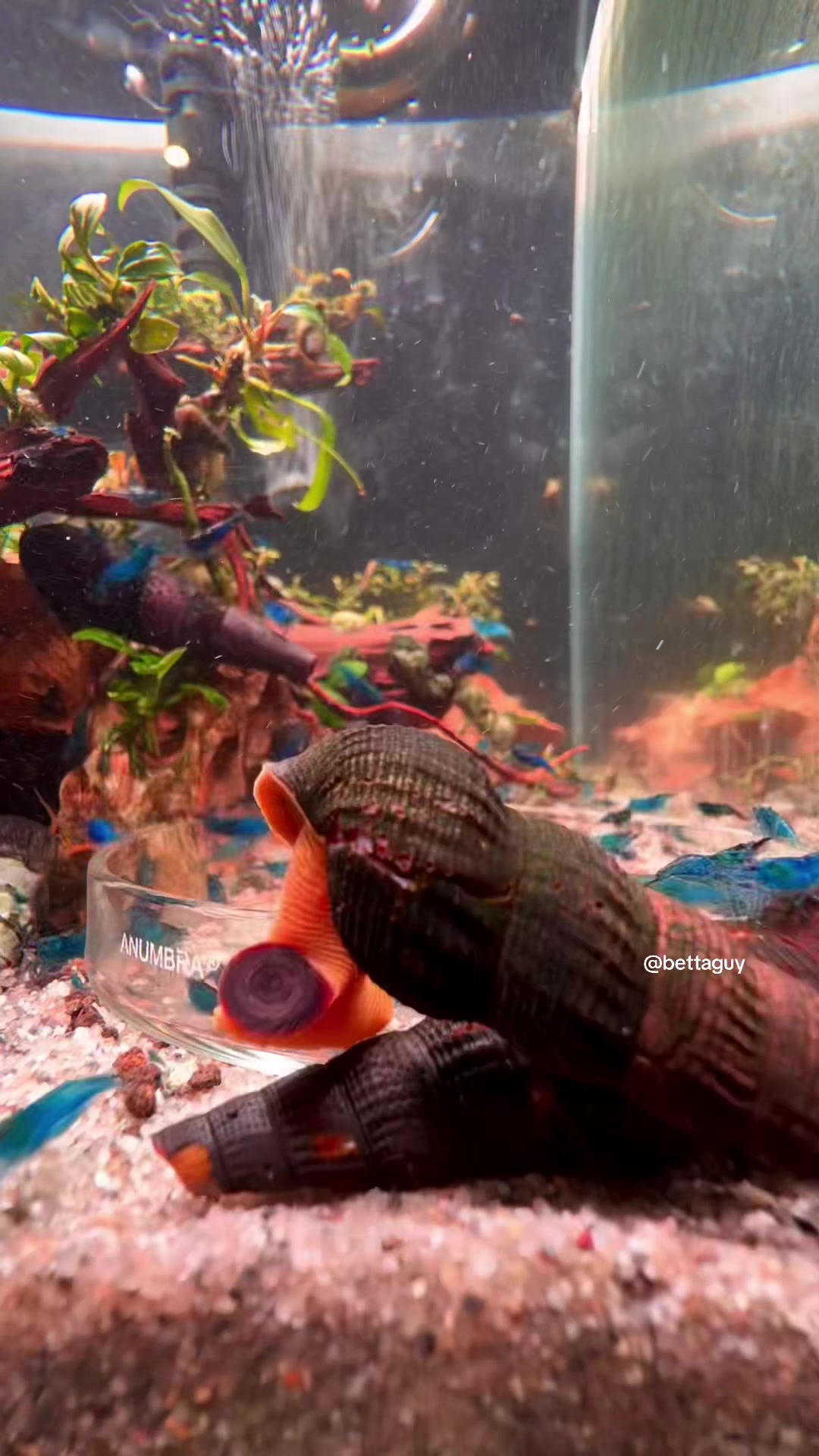 @Fish guy