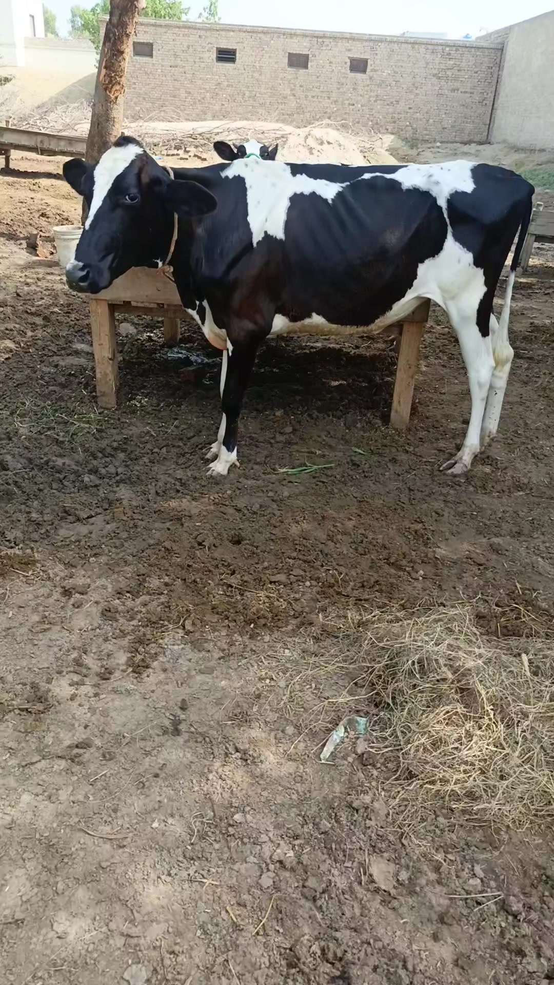 @Usmandairyfarmlayyah