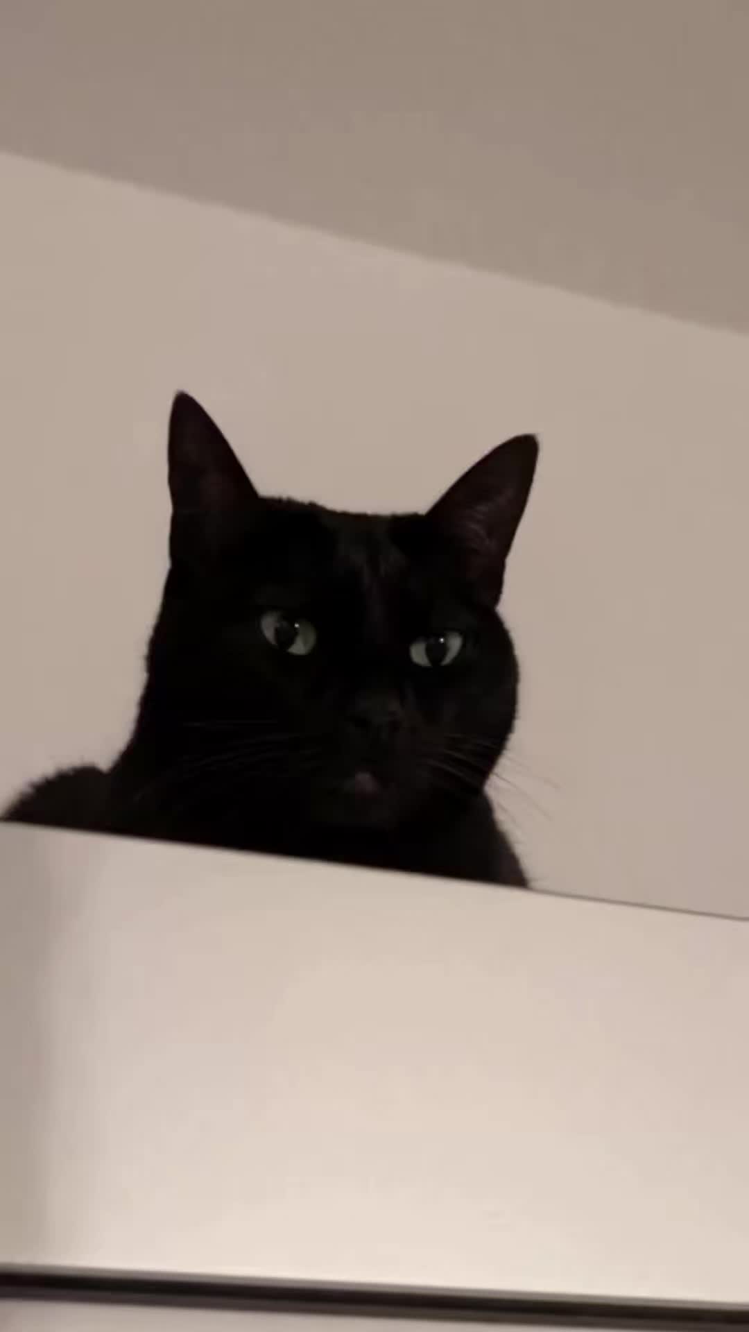 @AryaBlackCat13