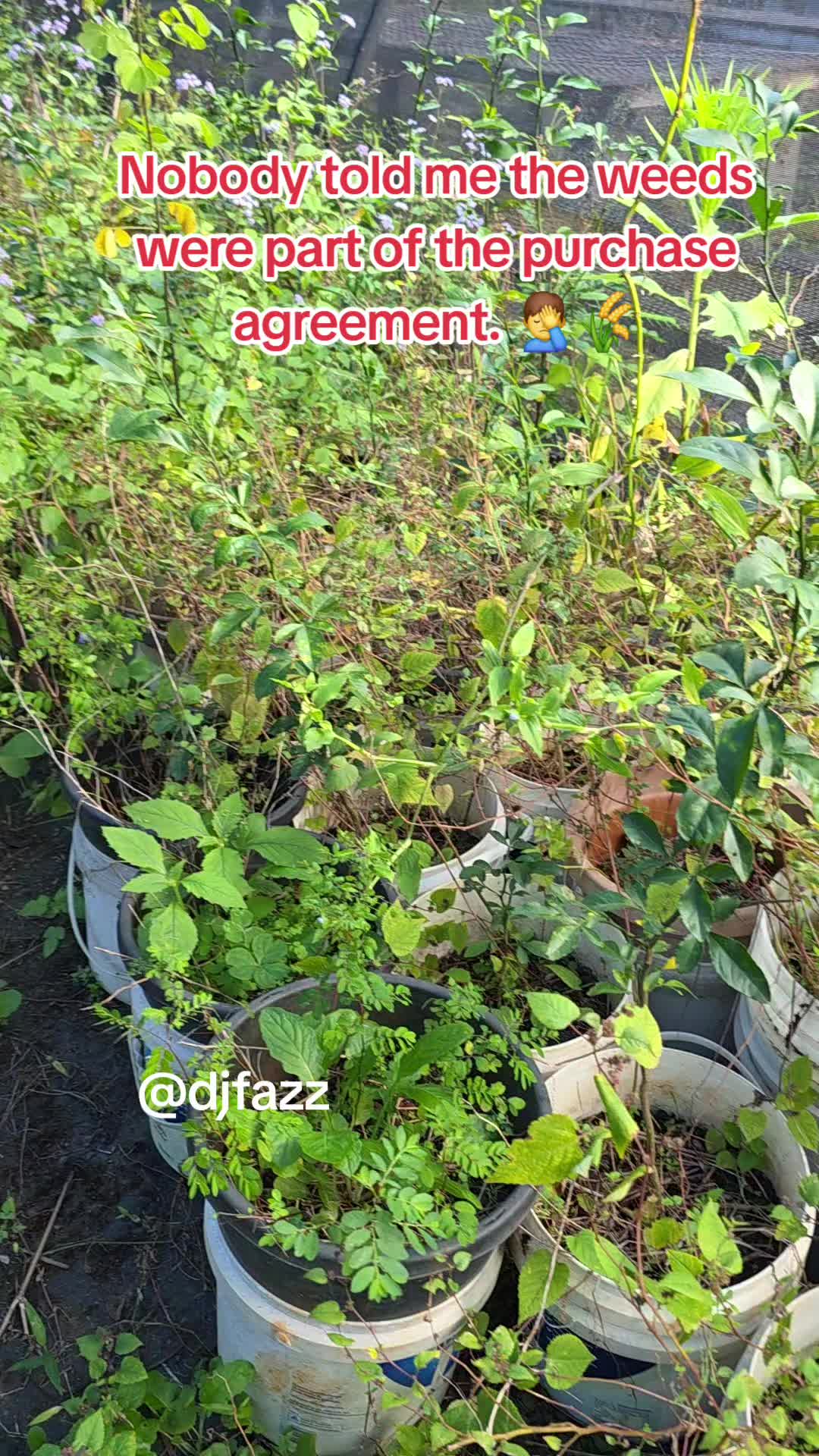 @DJFAZZ 🇳🇬🇦🇺🇫🇮🇬🇲