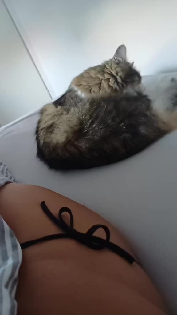 @Beautiful cat