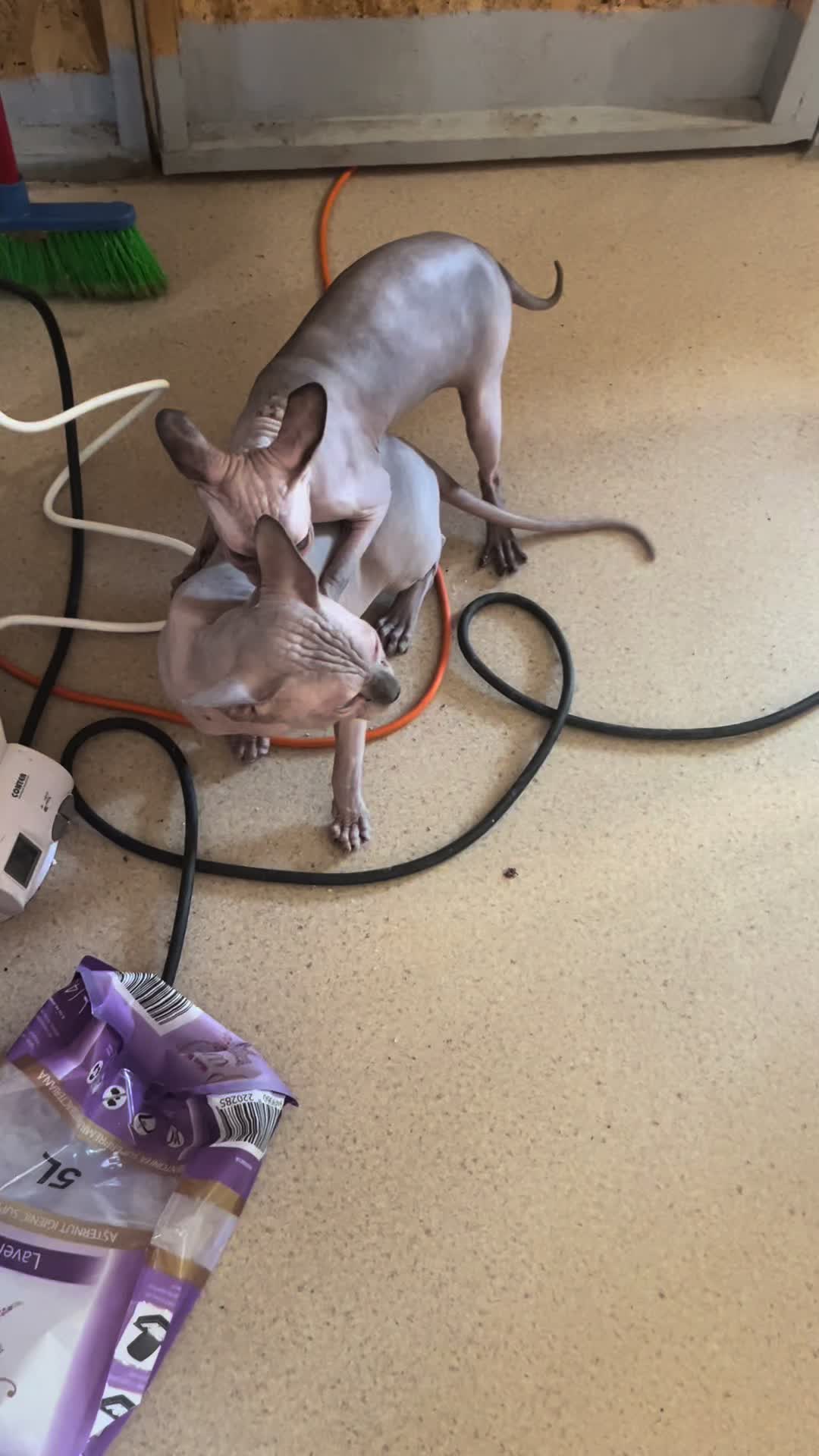 @Diana Ciortan Sphynx Romania