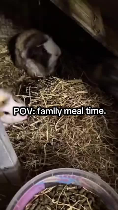@Pawfectlypicked