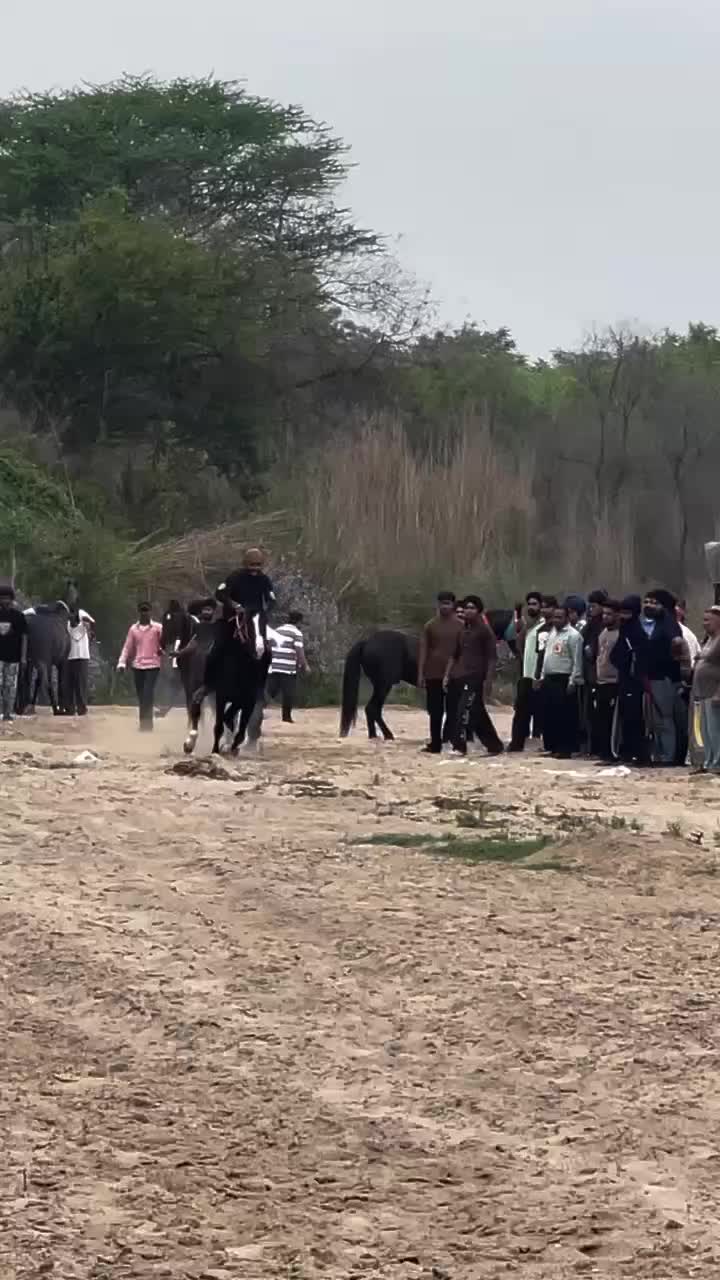 @🏇 MARWARI HORSE RACING 🏇