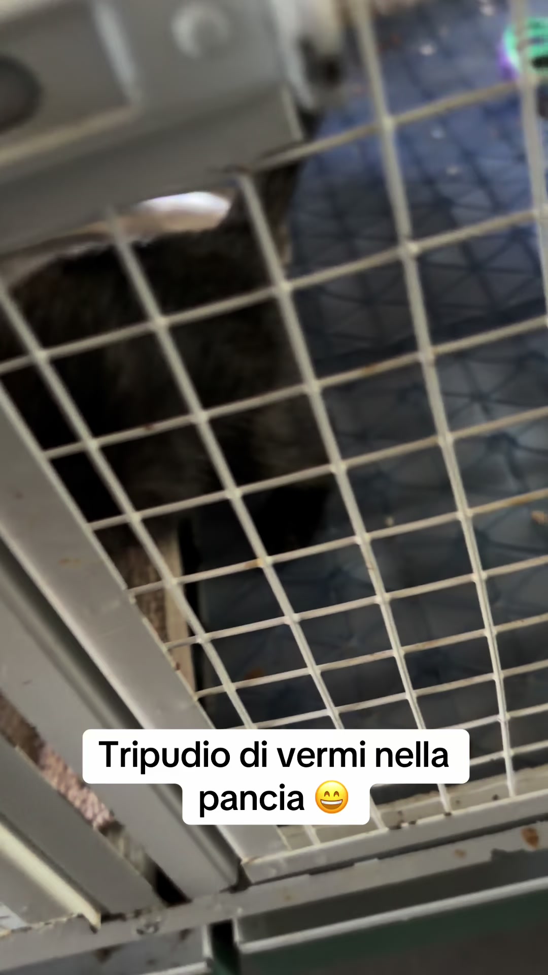 @Rafmain