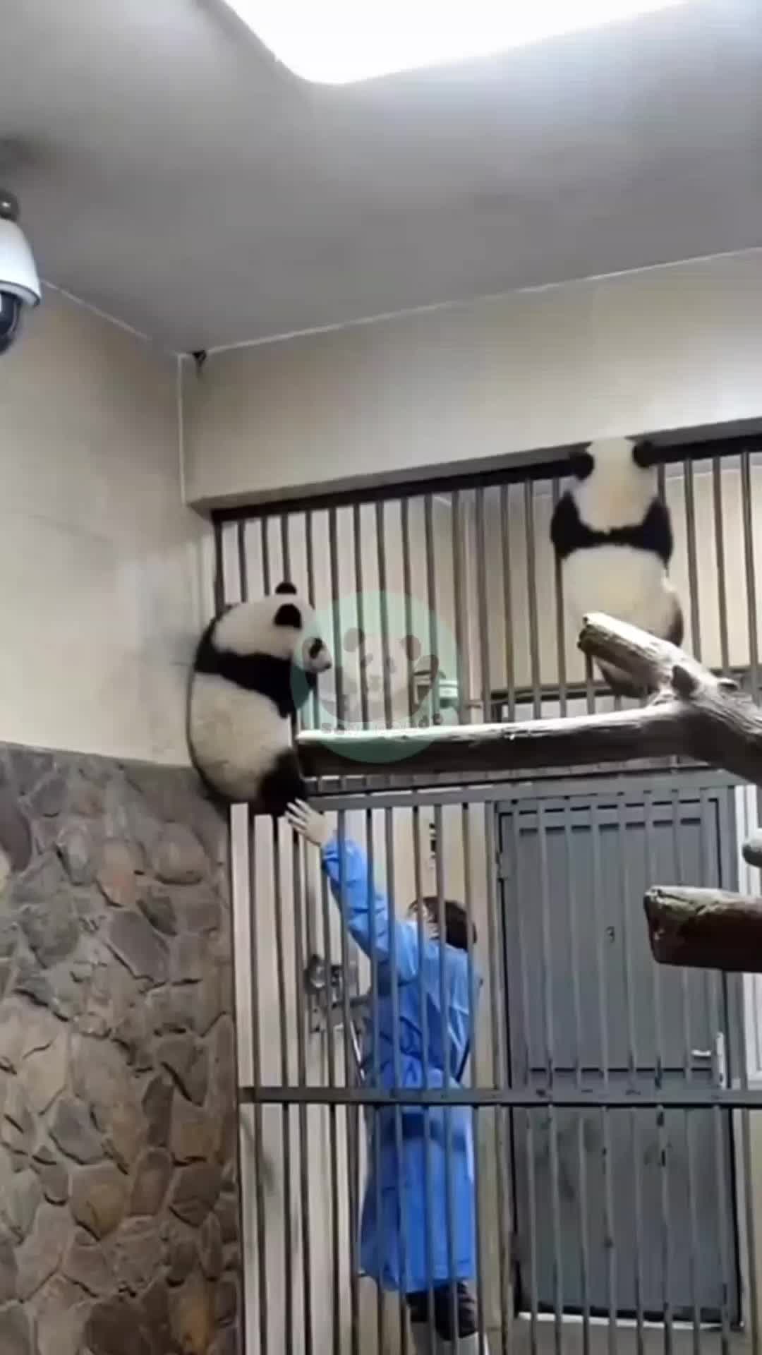 @Pandavibes