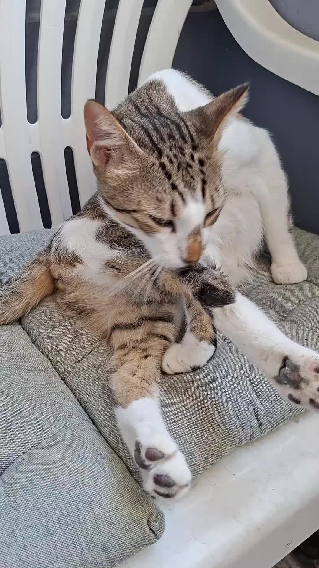 @I Love Cats Forever🐱🐾💙