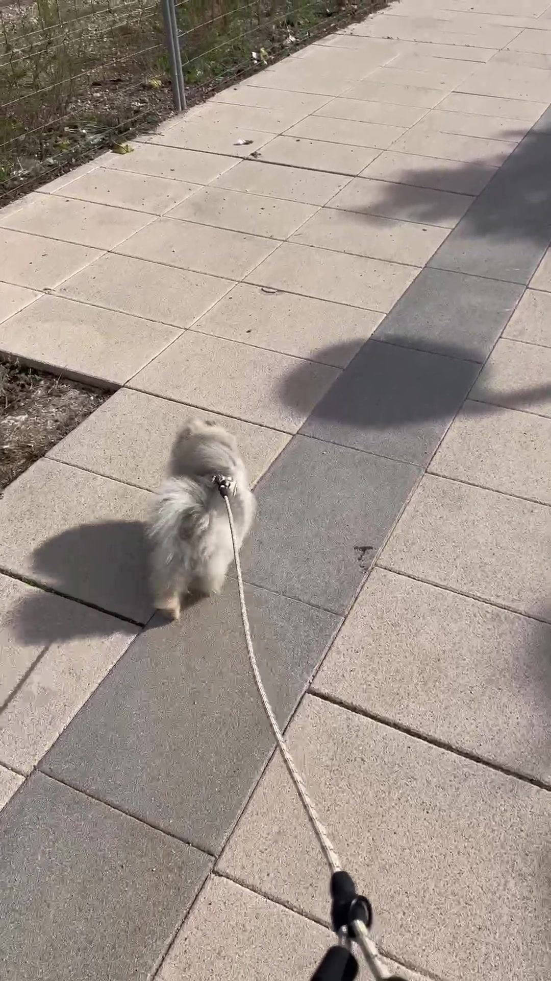 @baloo.the.pom