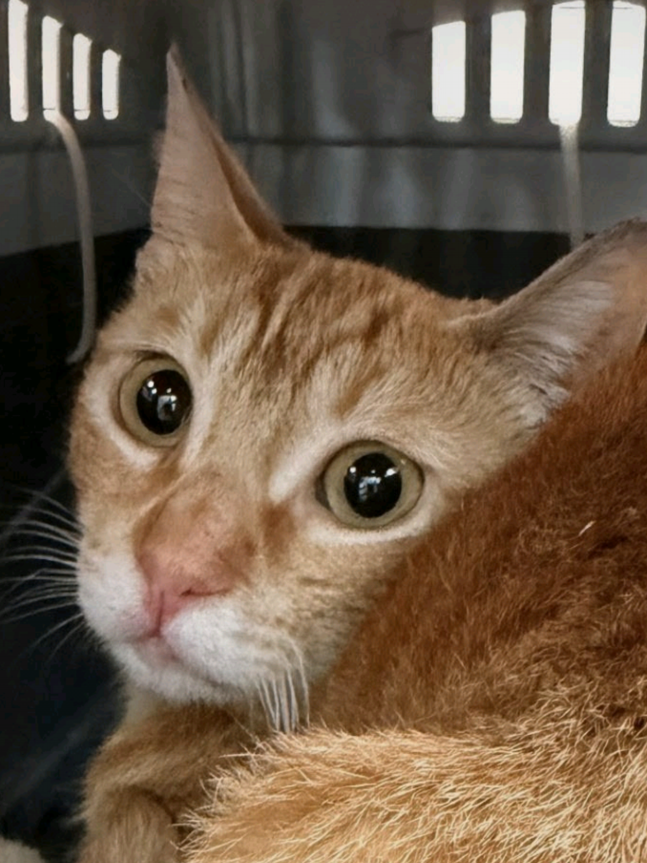 @Greek Animal Rescue