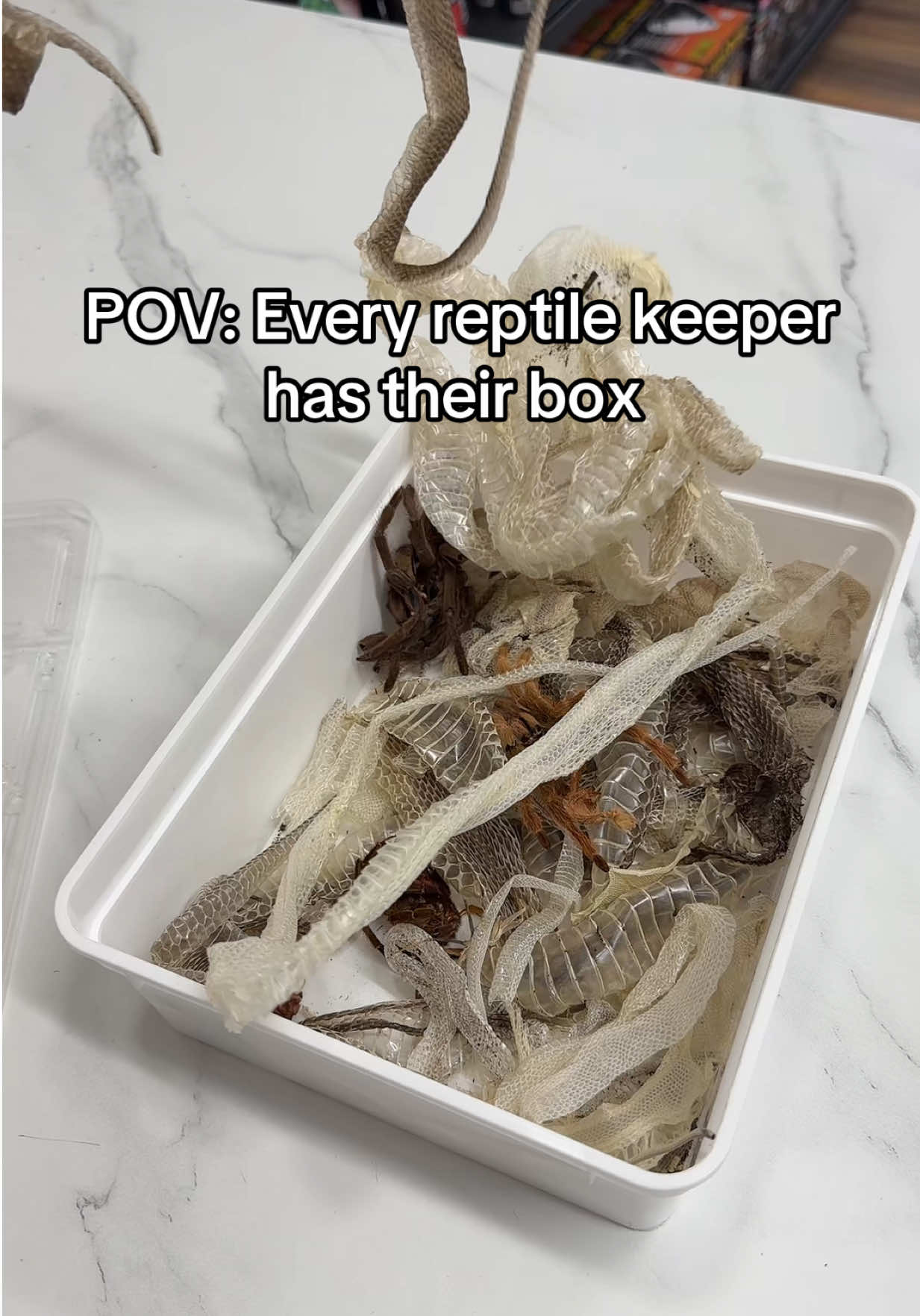 @Reptiles By Post