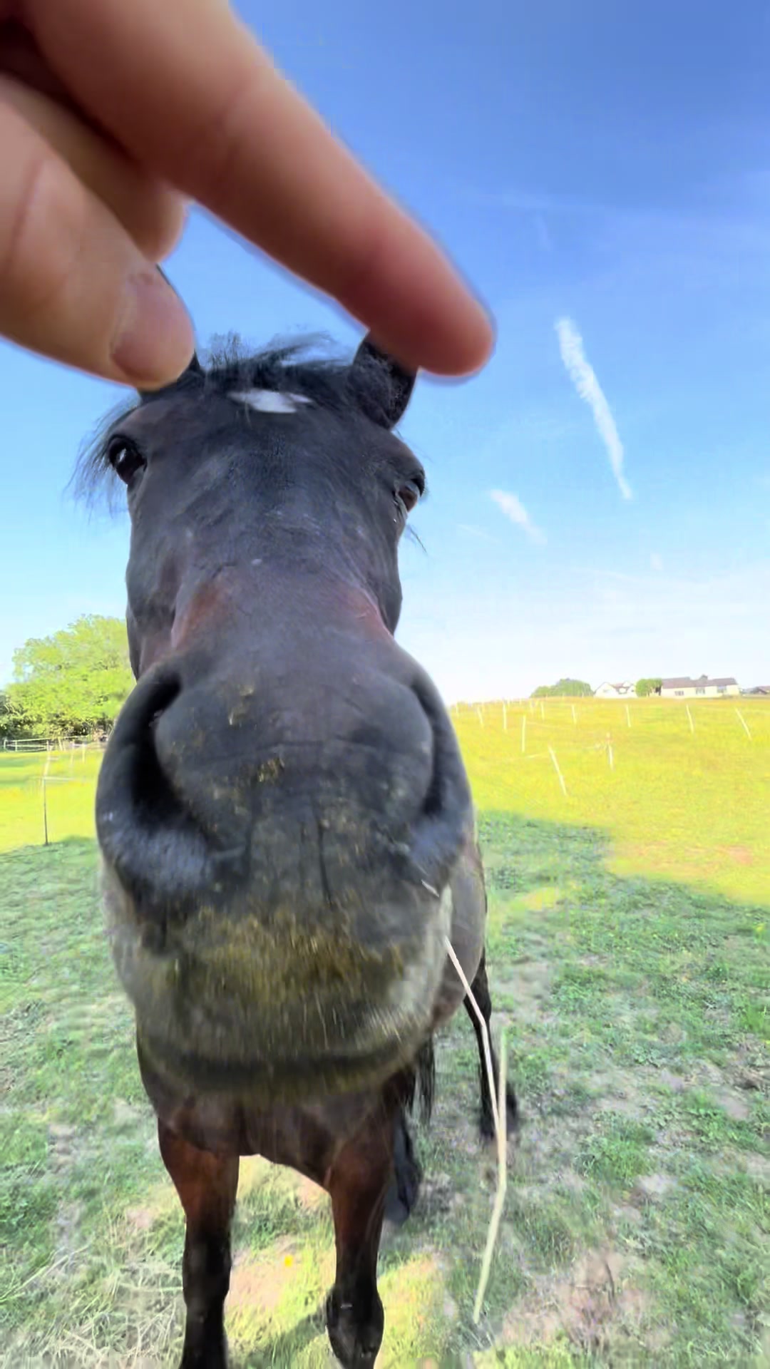 @My8hooves