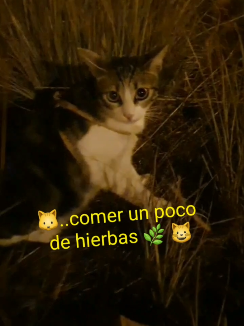 @nikii