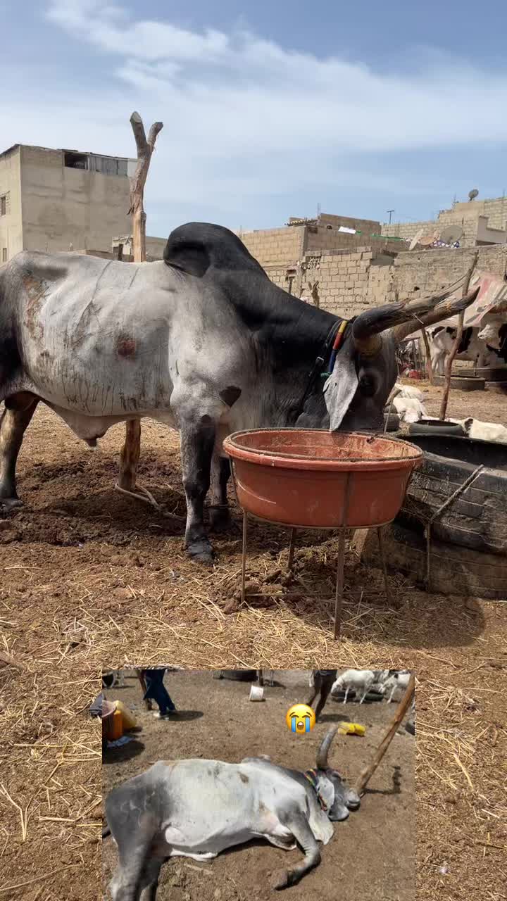 @Weuz🐄&Eacute;leveur saint Louis ❤️