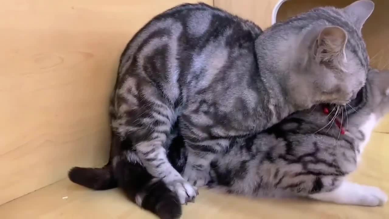 @Animals Fun